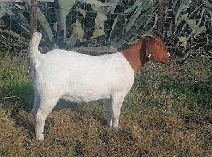 LOT 145  1 X BOERBOK OOI/EWE MARIAAN BOERBOKSTOET - KUDDE/FLOCK