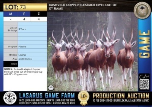 4X Bushveld Copper Blesbuck ewes out of 17" rams Lasarus Game Farm (Pay per Animal)
