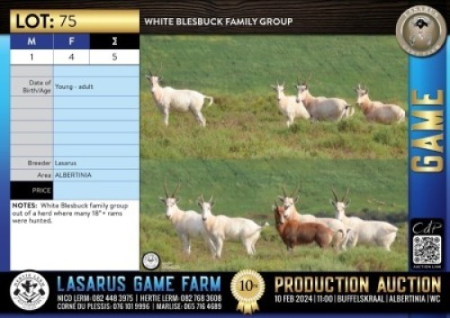 5X White Blesbuck family group Lasarus Game Farm (Pay per Animal)
