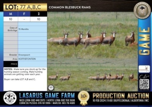 10X Common Blesbuck rams Kroonpoort (Pay per Animal)