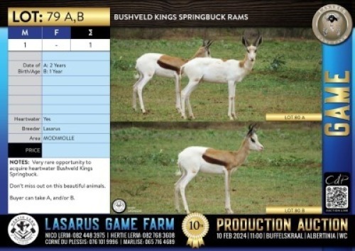 1X Bushveld Kings Springbuck rams Lasarus Game Farm
