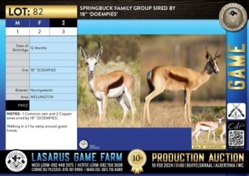 3X Springbuck family group sired by 18" 'DOEMPIES' Nooitgedacht (Pay per Animal)