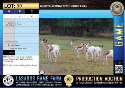 2X Bushveld Kings Springbuck ewes Lasarus Game Farm (Pay per Animal)