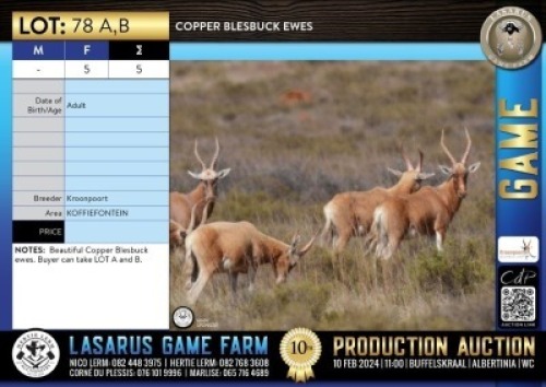 5X Copper Blesbuck ewes Kroonpoort (Pay per Animal)
