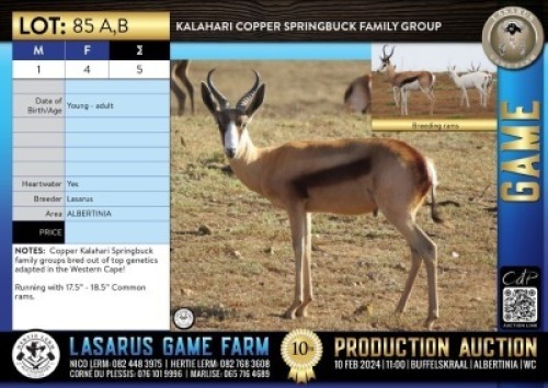 5X Kalahari Copper Springbuck family group Lasarus Game Farm (Pay per Animal)