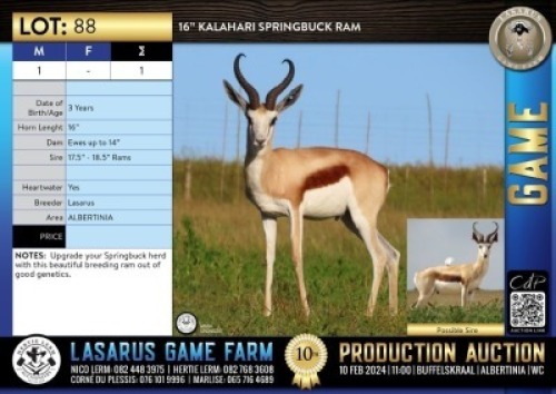 1X 16" Kalahari Springbuck ram Lasarus Game Farm