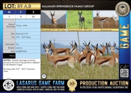 10X Kalahari Springbuck family group Lasarus Game Farm (Pay per Animal)