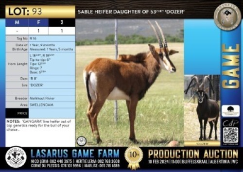 1X Sable heifer daughter of 53 7/8'' 'DOZER' Melkhout Rivier