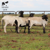LOT 8 3X MEATMASTER DIDYMUS MEATMASTERS CHRISTOF GROBLER : 0837812076