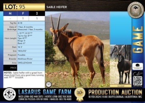 1X Sable heifer Melkhout Rivier