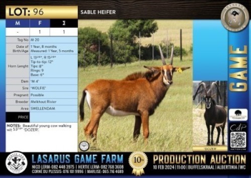 1X Sable heifer Melkhout Rivier