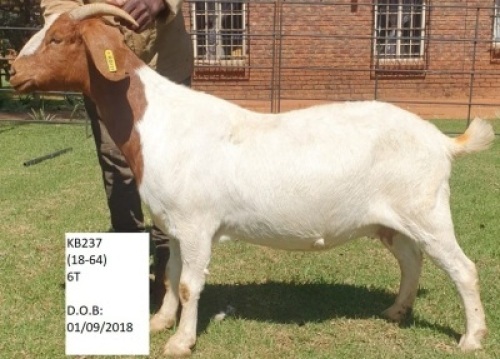 LOT 158&nbsp; 1 X BOERBOK OOI/EWE KLIPFONTEIN BOERBOKSTOET - STOET/STUD