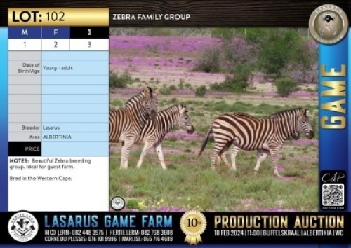 3X Zebra family group Lasarus Game Farm (Pay per Animal)