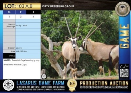 4X Oryx breeding group Lasarus Game Farm (Pay per Animal)
