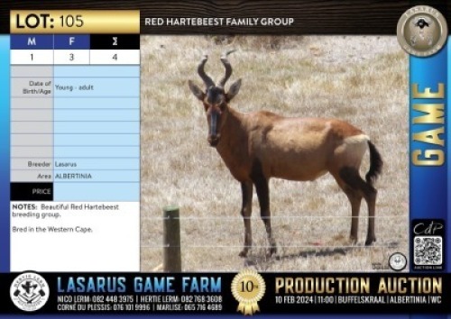 4X Red Hartebeest family group Lasarus Game Farm (Pay per Animal)