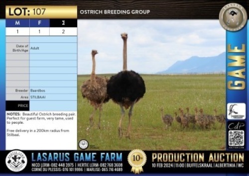 2X Ostrich breeding group Baardbos (Pay per Animal)