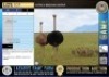 2X Ostrich breeding group Baardbos (Pay per Animal)