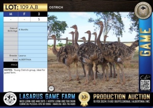 5X Ostrich Lasarus Game Farm (Pay per Animal)