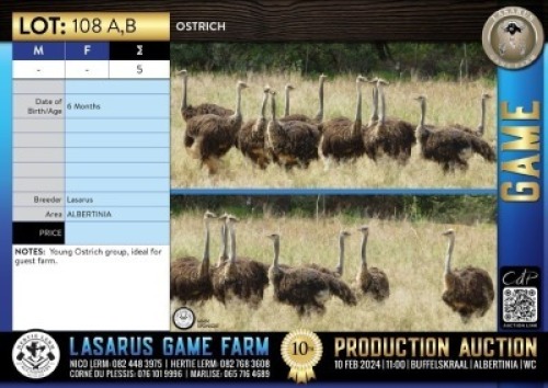 5X Ostrich Lasarus Game Farm (Pay per Animal)