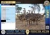 5X Ostrich Lasarus Game Farm (Pay per Animal)
