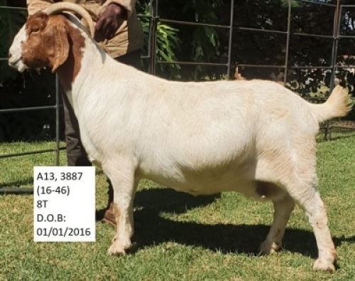 LOT 157&nbsp; 1 X BOERBOK OOI/EWE KLIPFONTEIN BOERBOKSTOET - KUDDE/FLOCK