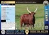 1X FB Stud Ankole cow in calf to 'BONA' Lasarus Game Farm