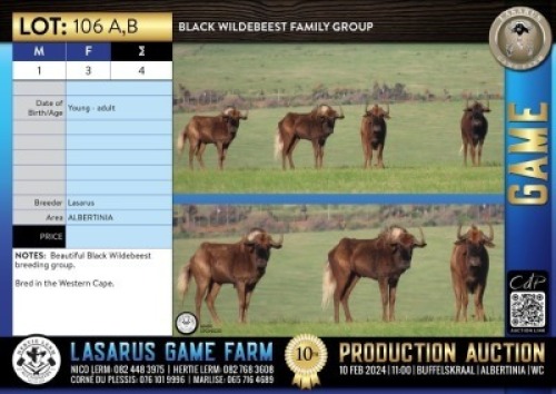 4X Black Wildebeest family group Lasarus Game Farm (Pay per Animal)