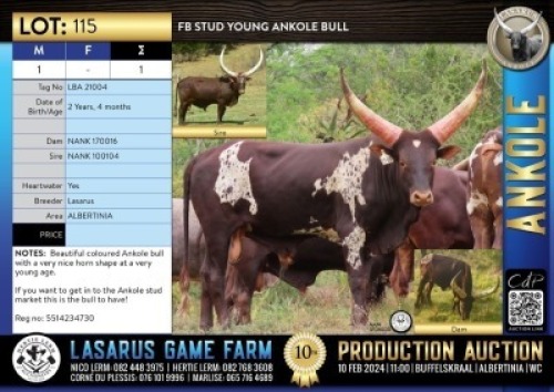 1X FB Stud young Ankole bull Lasarus Game Farm