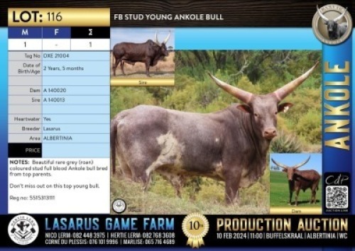 1X FB Stud young Ankole bull Lasarus Game Farm