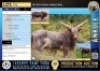 1X FB Stud young Ankole bull Lasarus Game Farm