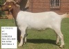 LOT 131 1 X BOERBOK OOI/EWE KLIPFONTEIN BOERBOKSTOET - KUDDE/FLOCK