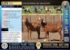 2X Stud registered Cape Lob Ear ewes Lasarus Game Farm (Pay per Animal)