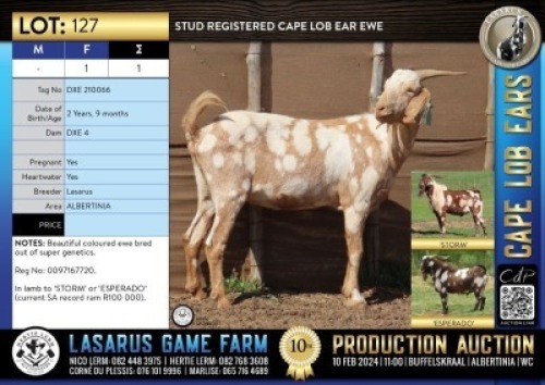 1X Stud registered Cape Lob Ear ewe Lasarus Game Farm