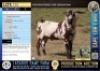 1X Stud registered Cape Lob Ear ram Lasarus Game Farm