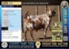 1X Stud registered Cape Lob Ear ewe Lasarus Game Farm