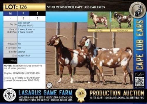 2X Stud registered Cape Lob Ear ewes Lasarus Game Farm (Pay per Animal)
