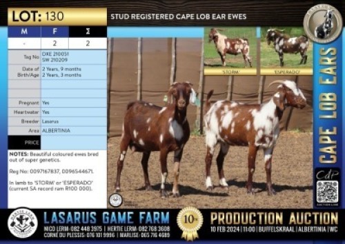 2X Stud registered Cape Lob Ear ewes Lasarus Game Farm (Pay per Animal)