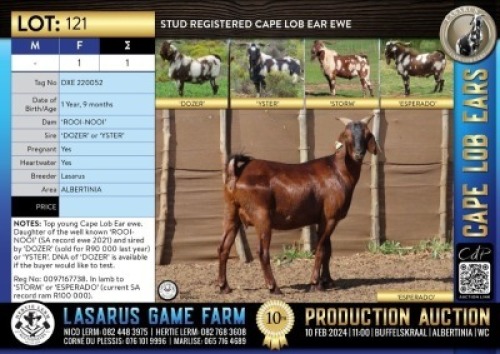 1X Stud registered Cape Lob Ear ewe Lasarus Game Farm