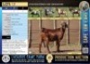 1X Stud registered Cape Lob Ear ewe Lasarus Game Farm