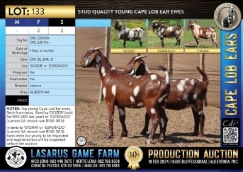 2X Stud quality young Cape Lob Ear ewes. Lasarus Game Farm (Pay per Animal)