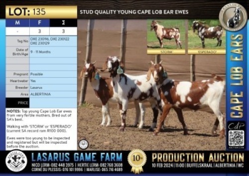 3X Stud quality young Cape Lob Ear ewes. Lasarus Game Farm (Pay per Animal)
