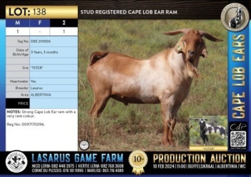 1X Stud registered Cape Lob Ear ram Lasarus Game Farm