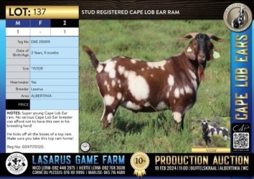 1X Stud registered Cape Lob Ear ram Lasarus Game Farm