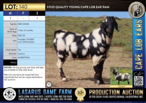 1X Stud quality young Cape Lob Ear ram Lasarus Game Farm