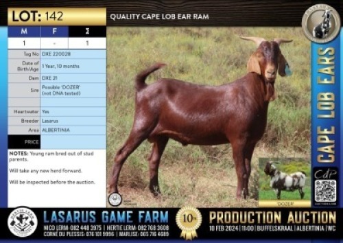 1X Quality Cape Lob Ear ram Lasarus Game Farm