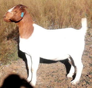 LOT 147  1 X BOERBOK OOI/EWE MARIAAN BOERBOKSTOET - KUDDE/FLOCK