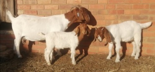 LOT 168C&nbsp; 3 X BOERBOK OOI/EWE MARIAAN BOERBOKSTOET - KUDDE/FLOCK
