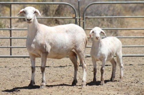 1+1X MEATMASTER OOI/EWE BIETOU MEATMASTERS