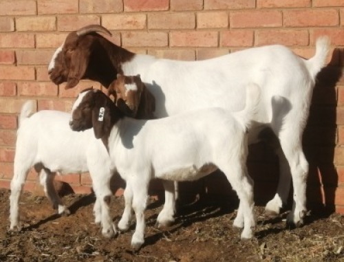 LOT 168B&nbsp; 3 X BOERBOK OOI/EWE MARIAAN BOERBOKSTOET - KUDDE/FLOCK