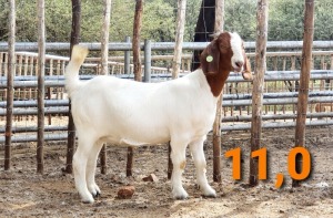 LOT 111 1 X BOERBOK OOI/EWE GREYLING BOERBOKSTOET - KUUDE/FLOCK